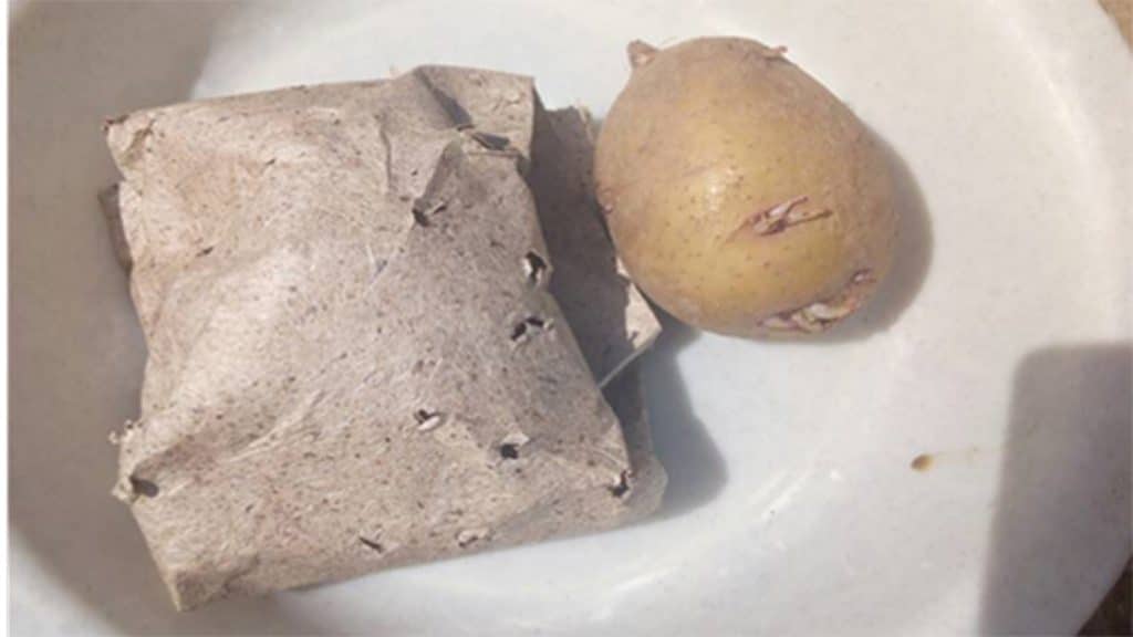 A wrapped potato seed alongside a potato.