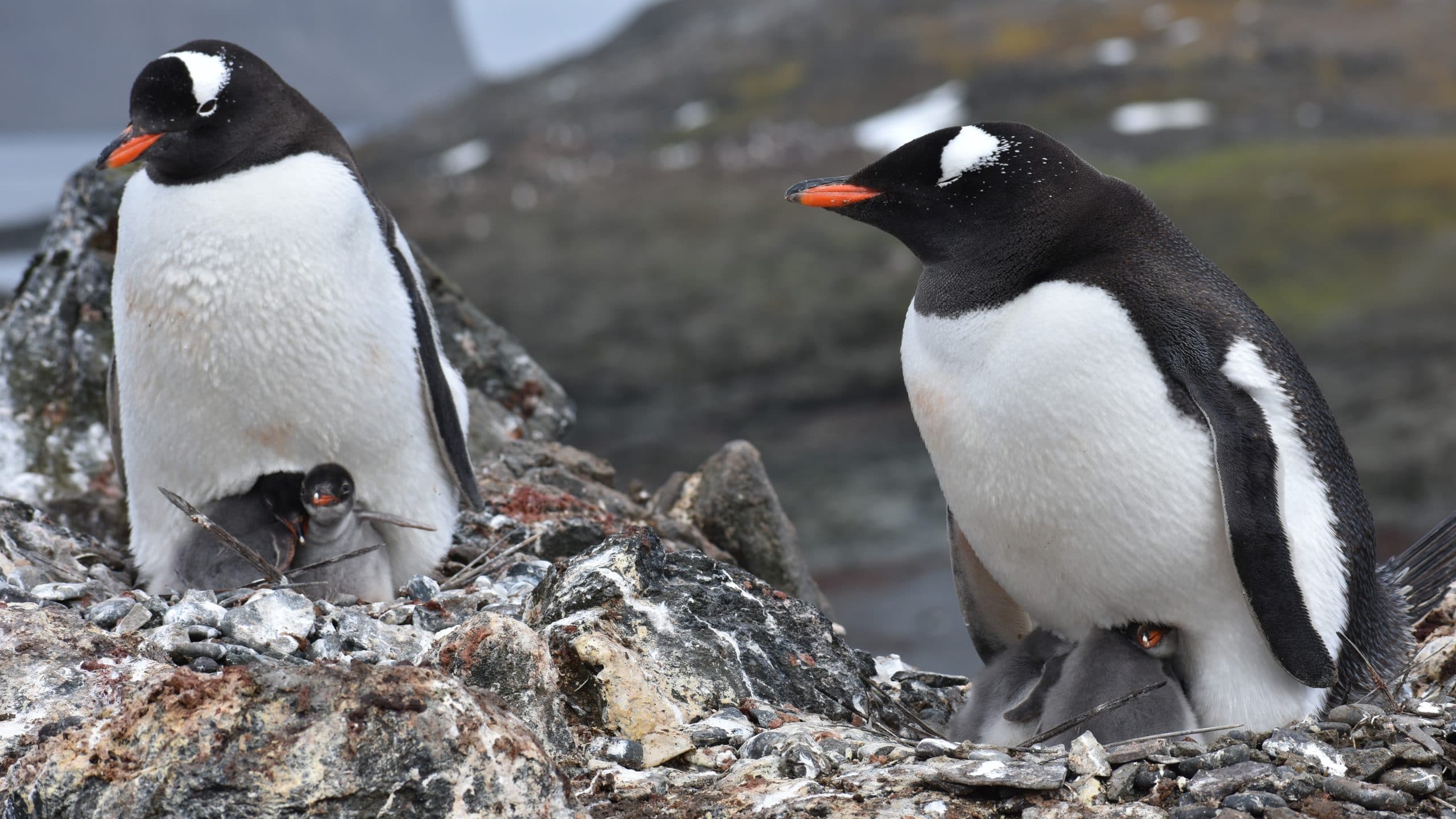 Penguins in Antarctica