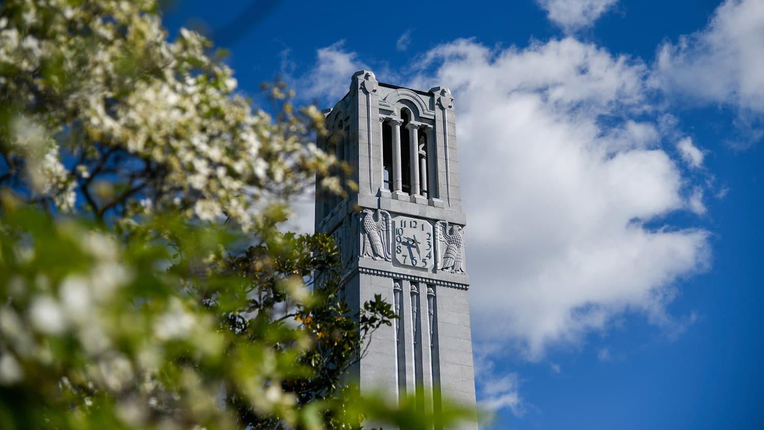 The NC State Belltower against a blue sky, with flowering trees in the foreground