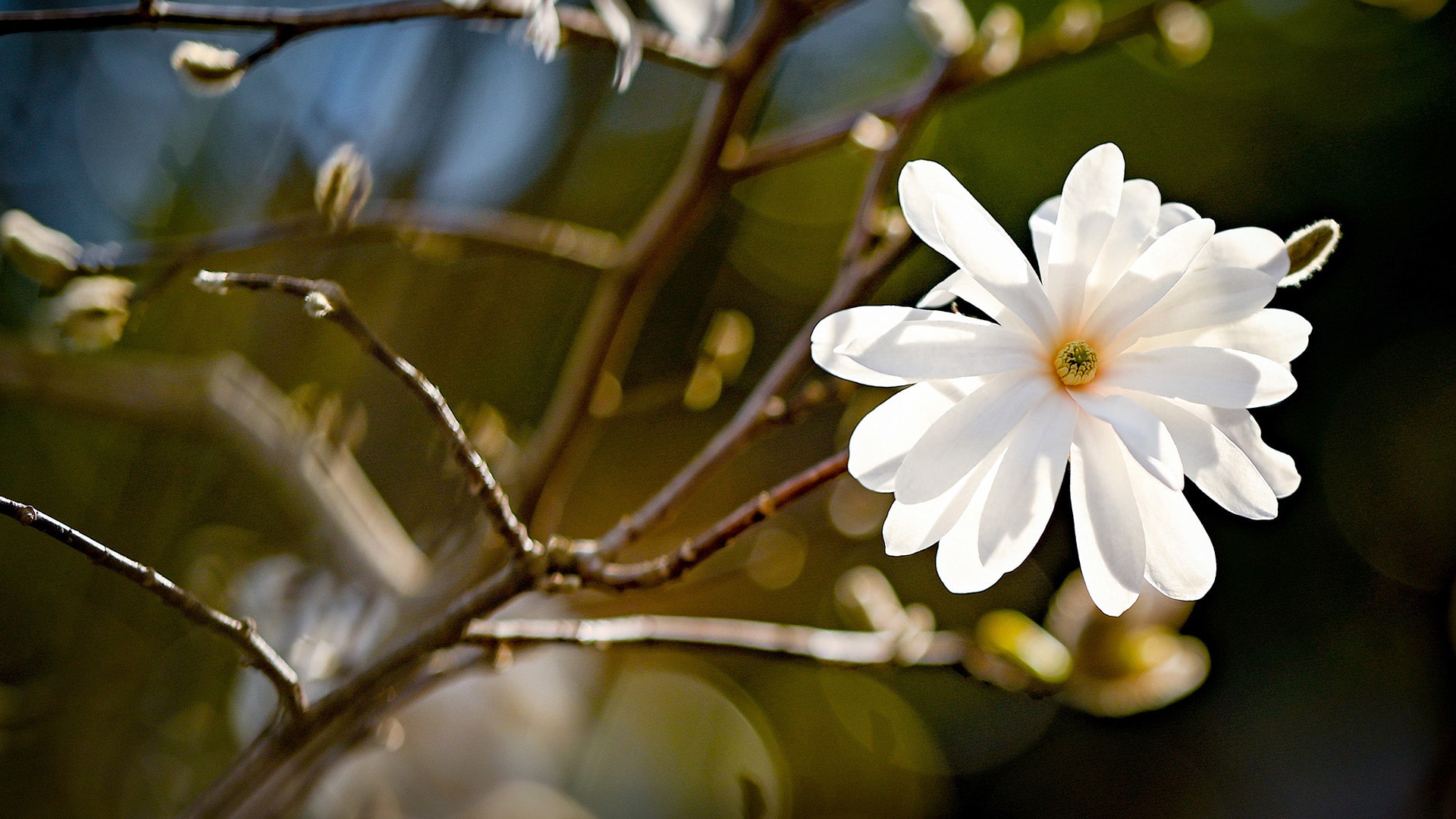 A single white bloom on a tree in spring.