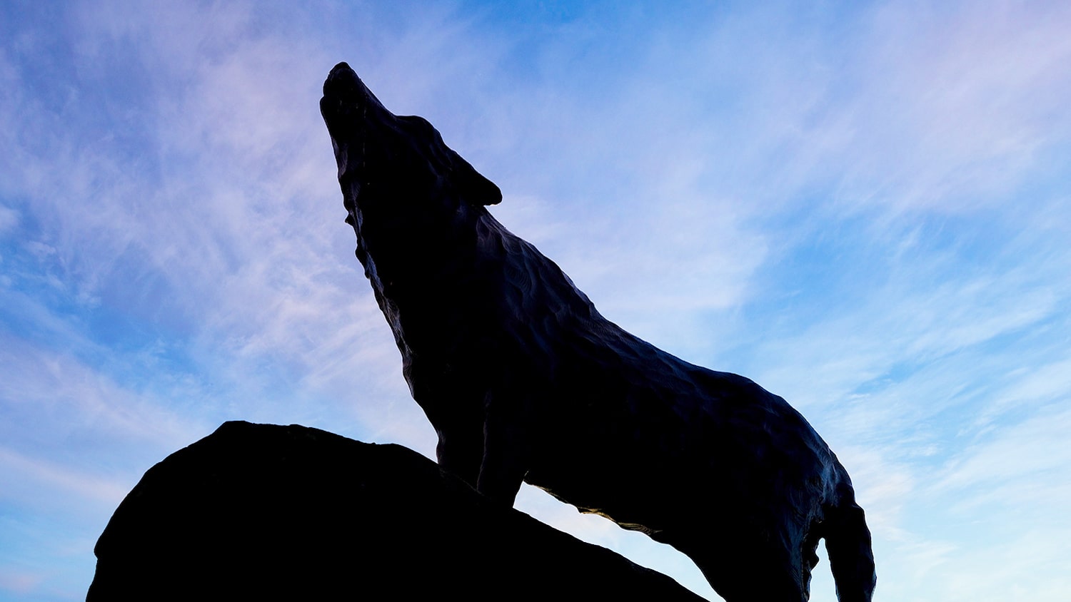 The Wolf Statue at the Murphy Center.