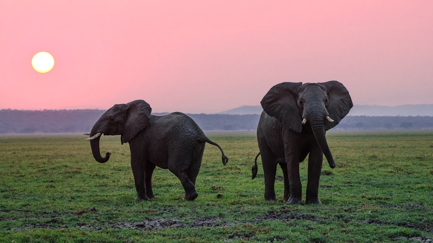 two elephants silhouetted against the sunrise