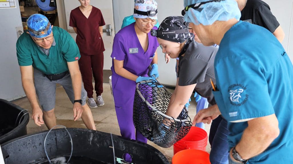 CVM students Ashley Le and Guinevere Nease select a fish while Craig Harms, left, and Greg Lewbart look on. 