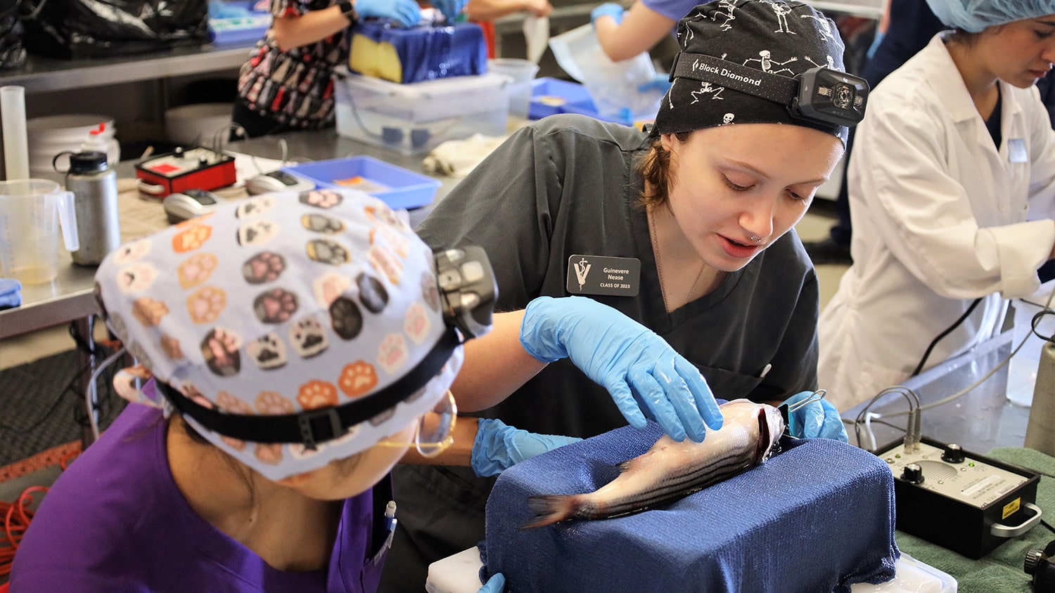 A team of veterinary medicine students preps a striped bass for surgery.