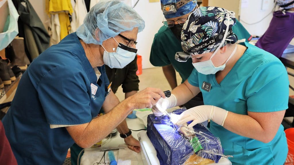 From left, professors Gregory Lewbart and Craig Harms supervise CVM student Kaitlynn Hicks.