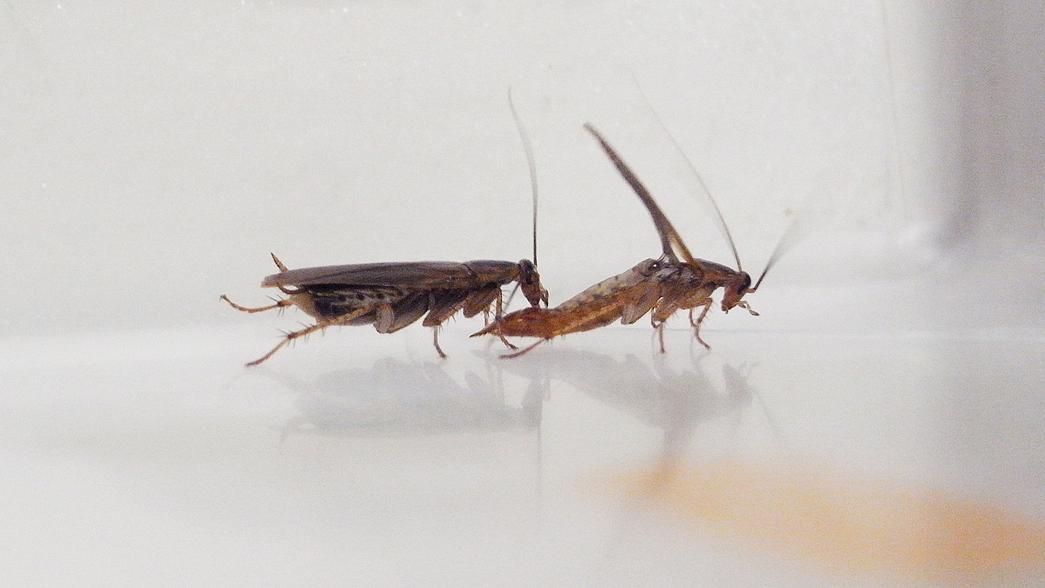 Female cockroach feeding on gift from male cockroach