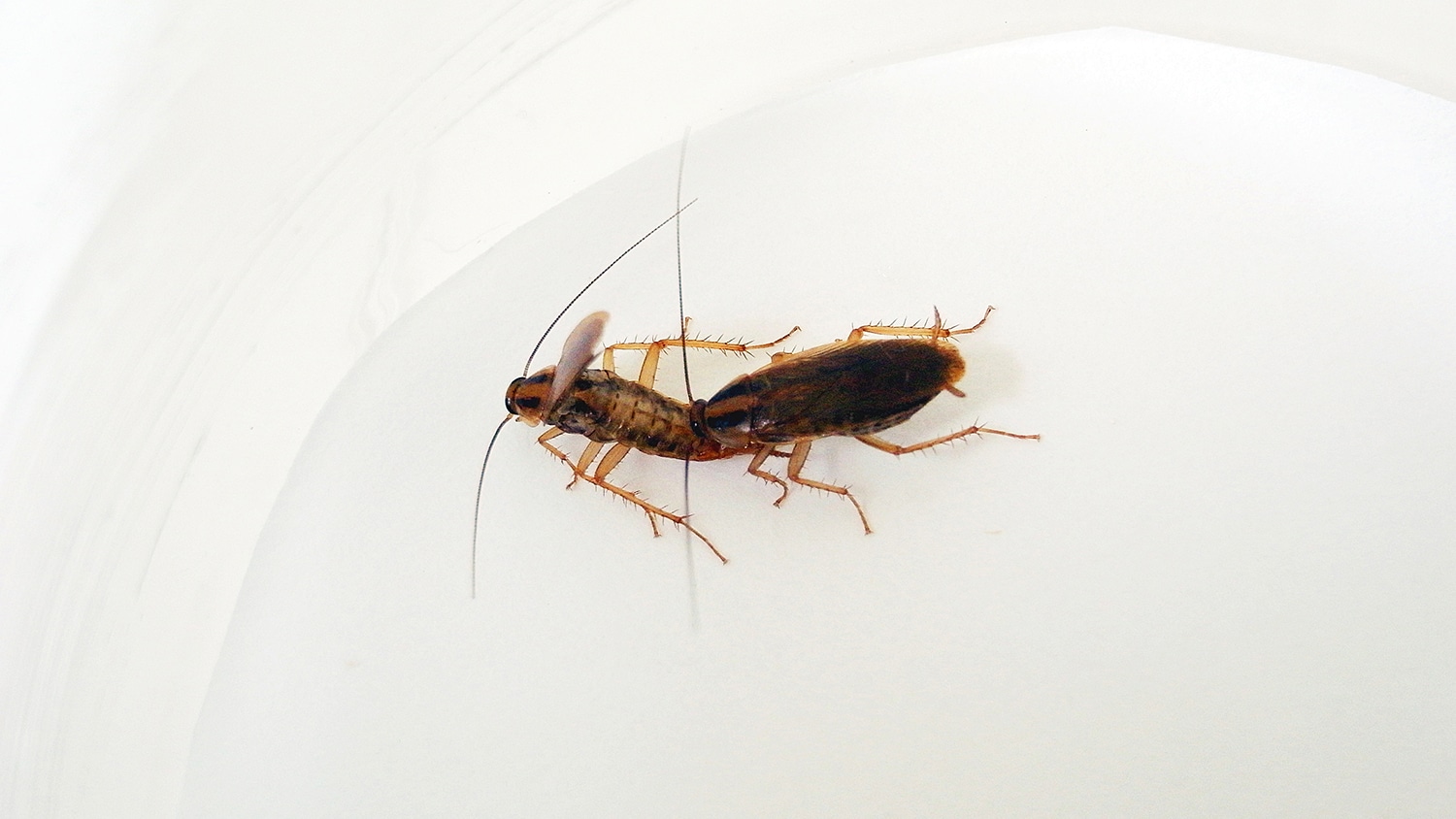 cockroach mating ritual
