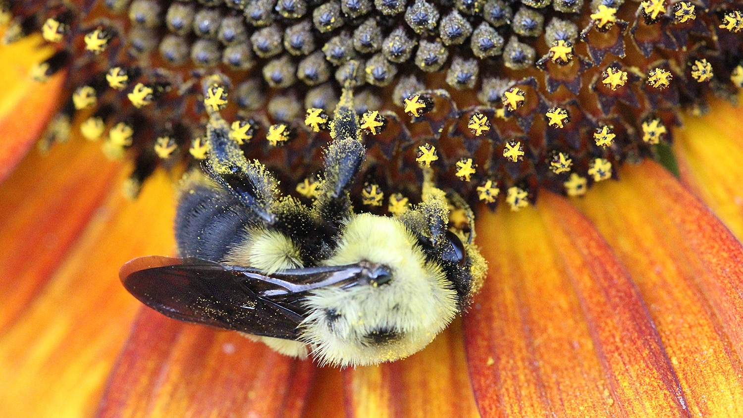 Bumble bee on a flower