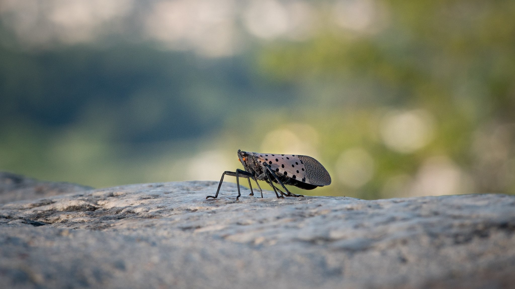 ツイートやニュースから、外来昆虫の広がりを知ることができる(Tweets, News Offer Insights on Invasive Insect Spread)