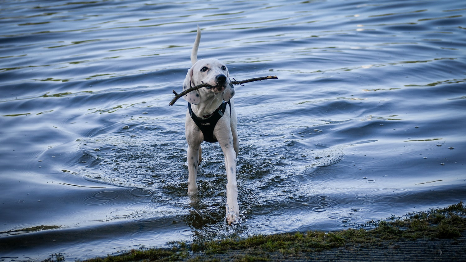 A dog coming out of the water.