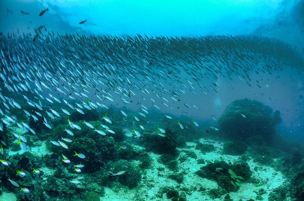 A school of fish swim together under water in the sea