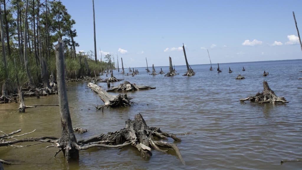 Ghost forest on the Albemarle Sound of North Carolina