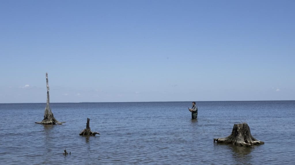 Dead trees submerged in the water show were the shoreline likely was in the past