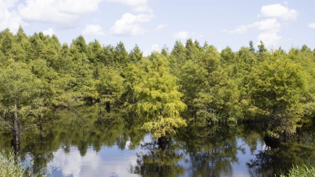 Wetland restoration project