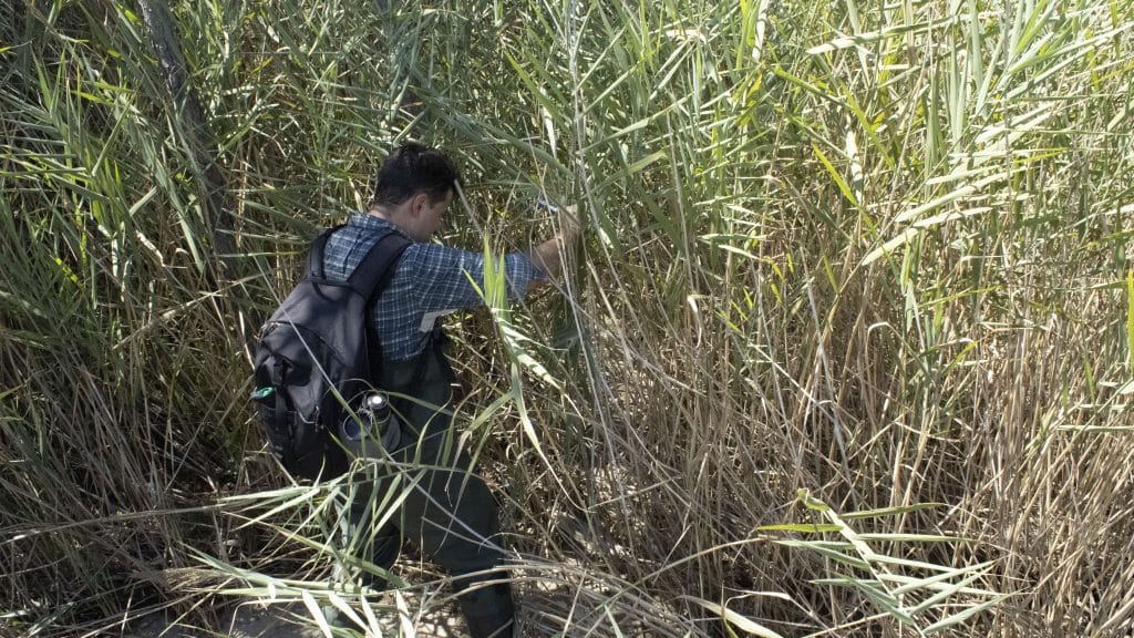 NC State researcher Marcelo Ardón pushes through vegetation to reach the shoreline. 