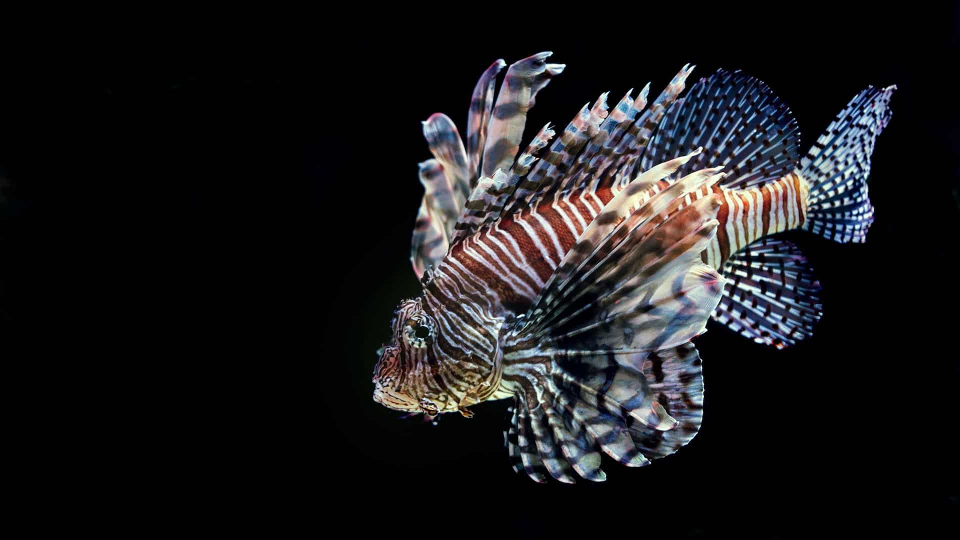 a lionfish, covered in stripes, with large pectoral fines, and spines protruding from its back, floats in the water against a black background