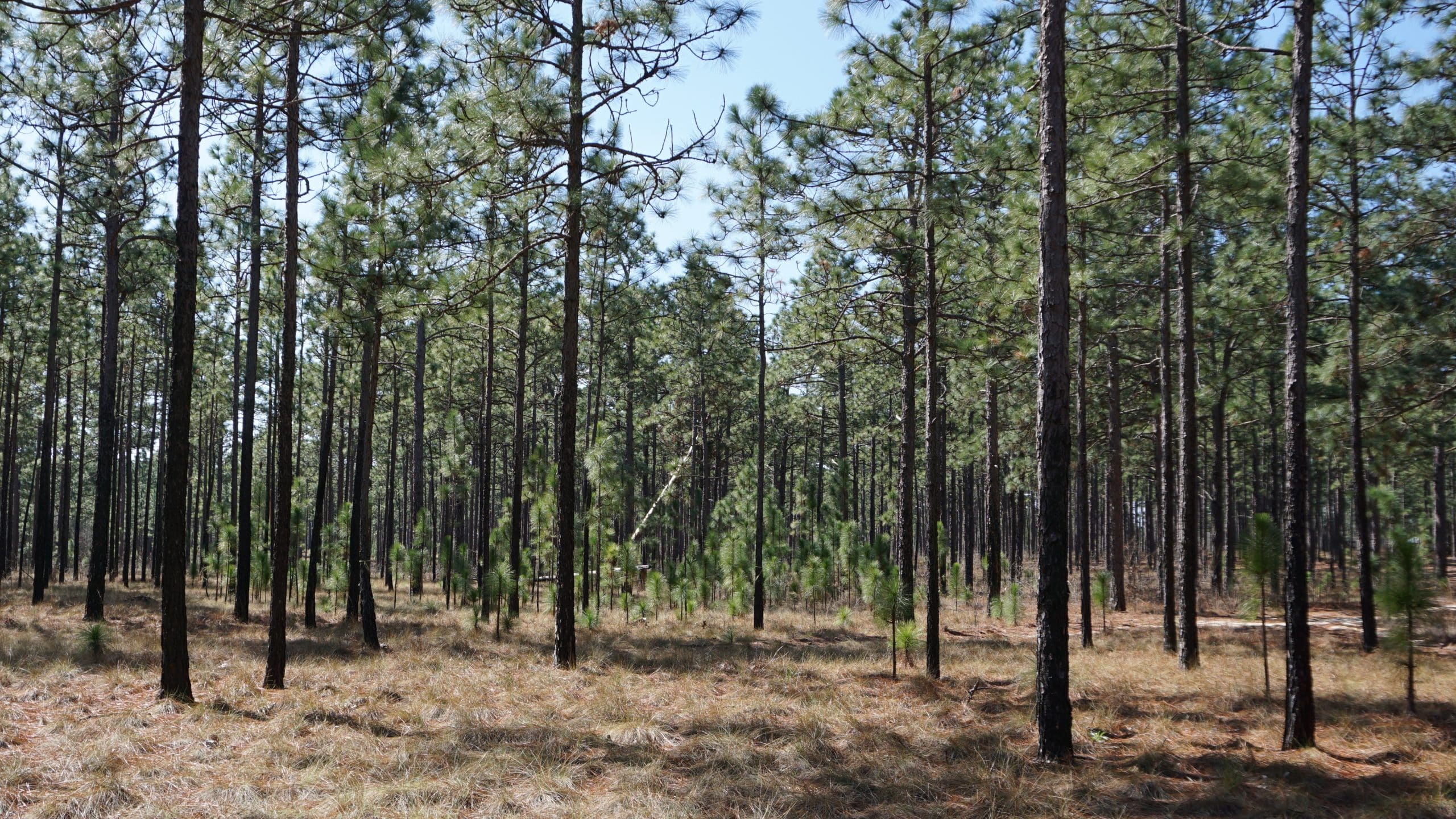 North Carolina forest