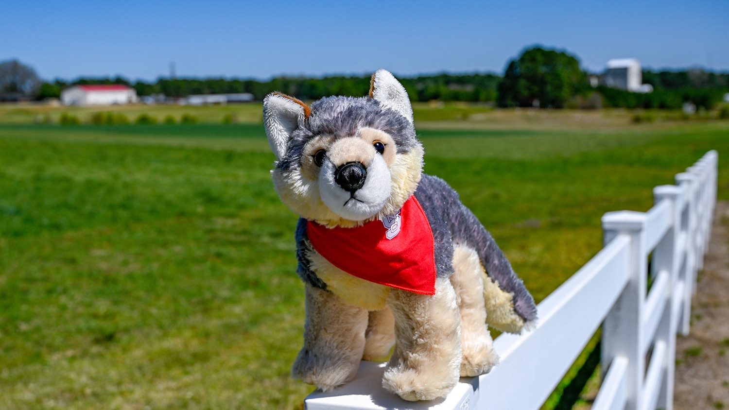 plush wolf with NC State bandana around its neck