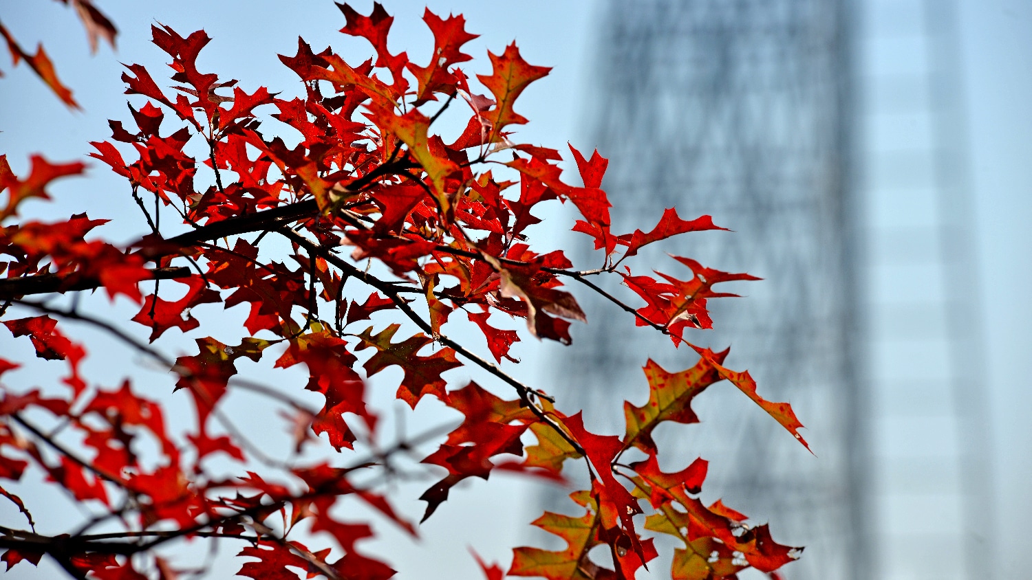 Red fall leaves in focus with Talley Student Union in the distance.