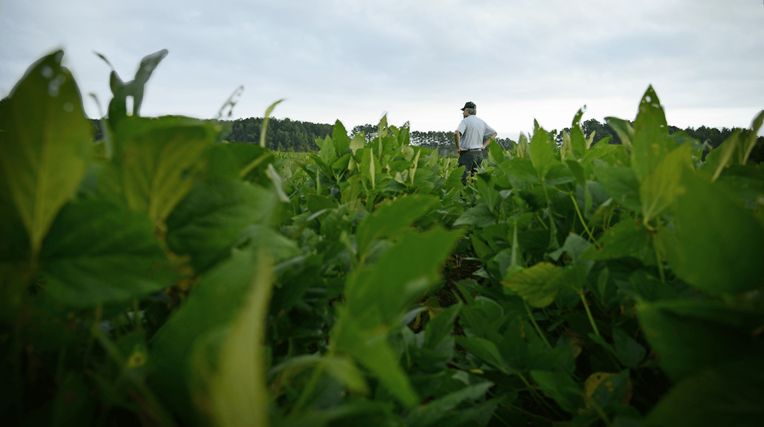 A man stands in a soybean field. The plants are green and tall.