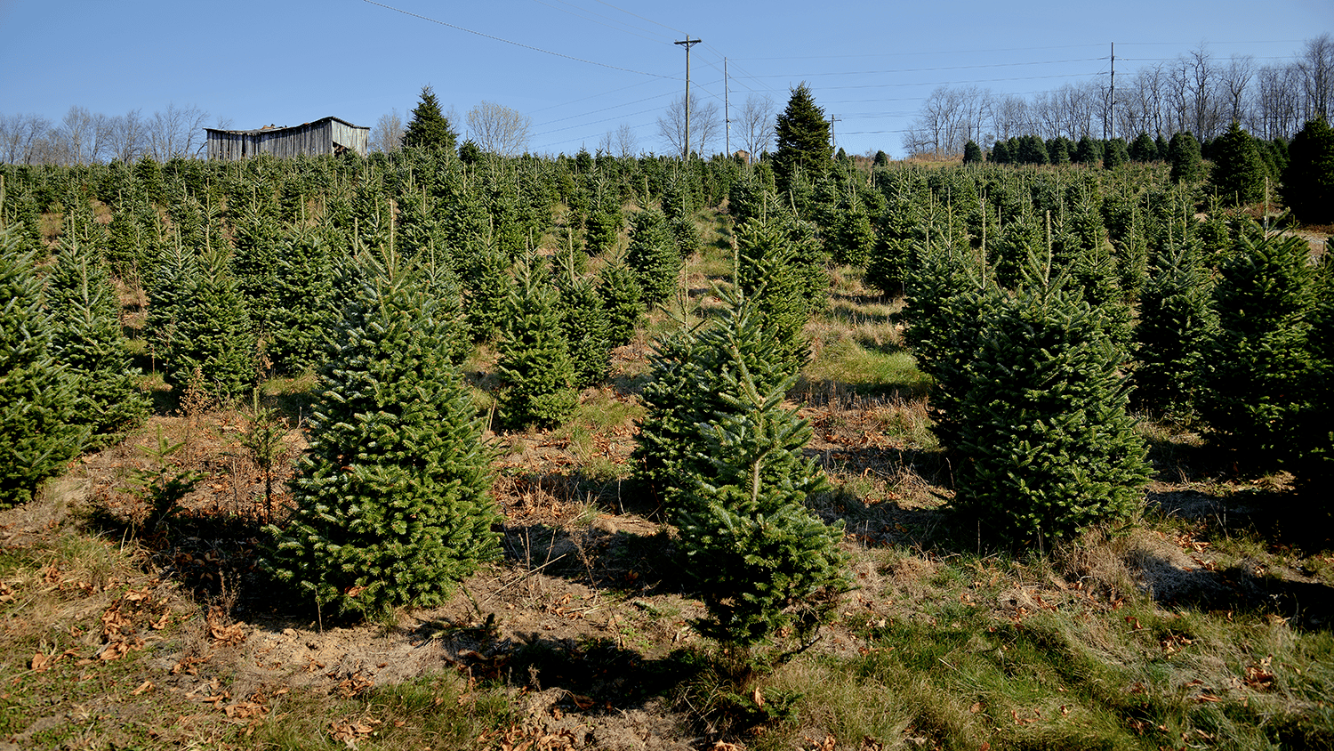 Fraser fir trees.