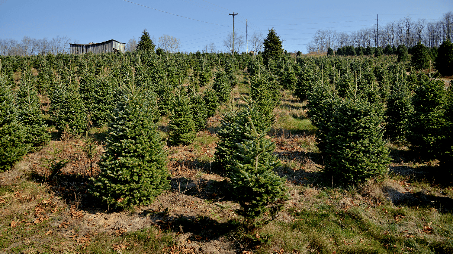 Amid Inflation, NC’s Real Christmas Trees to Cost More This Year NC