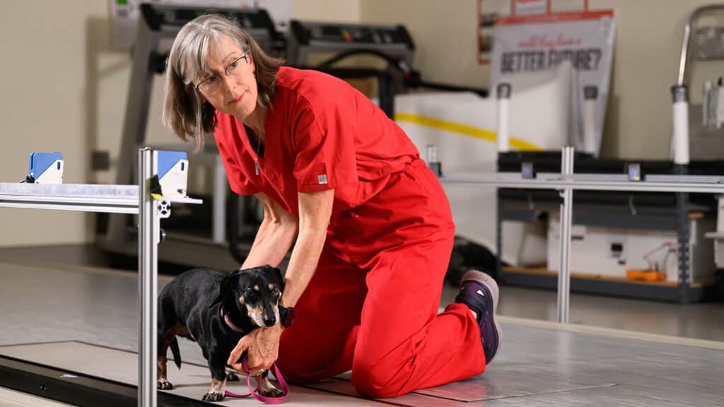Natasha Olby works with a dachshund in her lab.