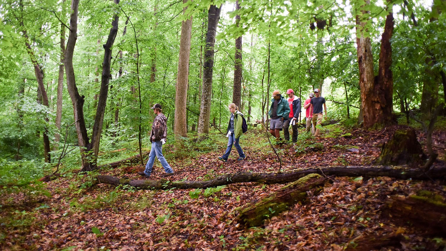 Students walk through a forest.