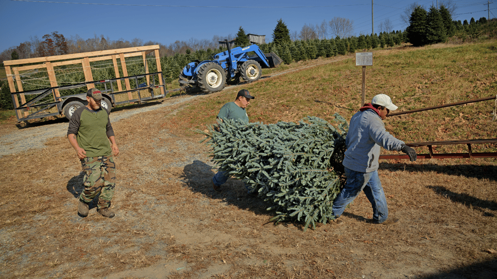 Employees of Clawson’s Choose and Cut head to wrap up a Fraser fir for transport. 