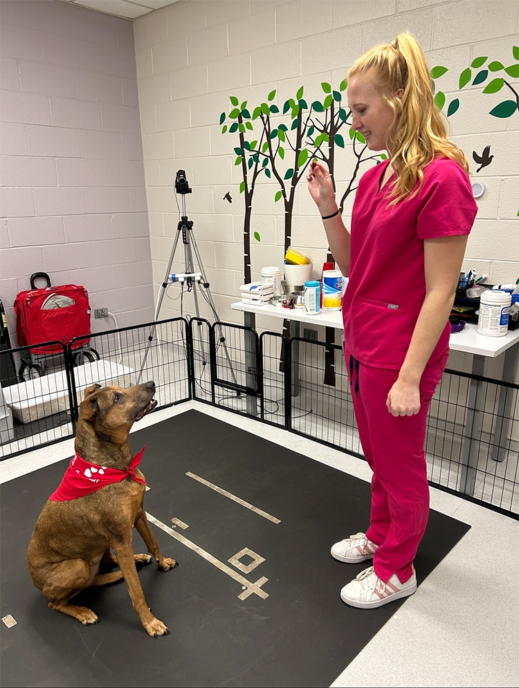 Kate Simon holds a treat up while working with a dog in the lab.