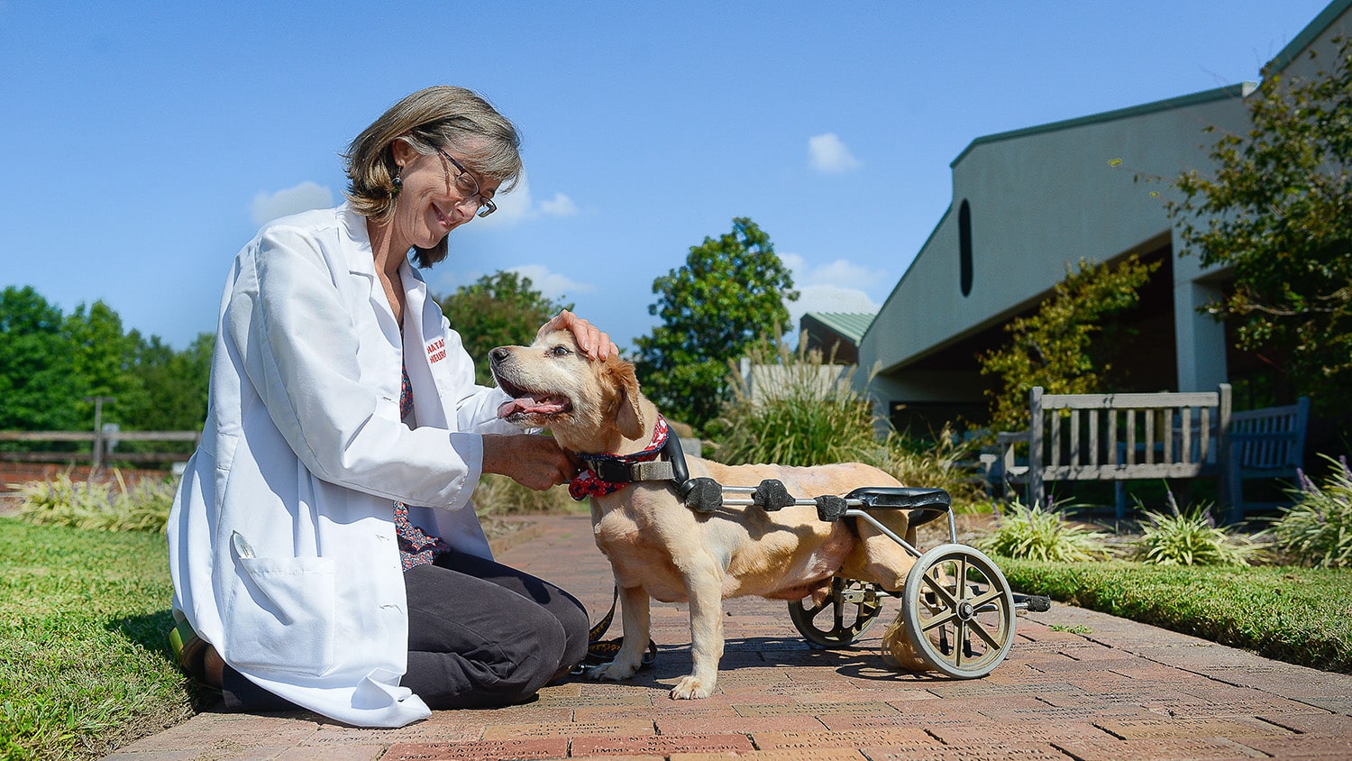 Natasha Olby pets a dog that is wearing a device with wheels to help it walk.