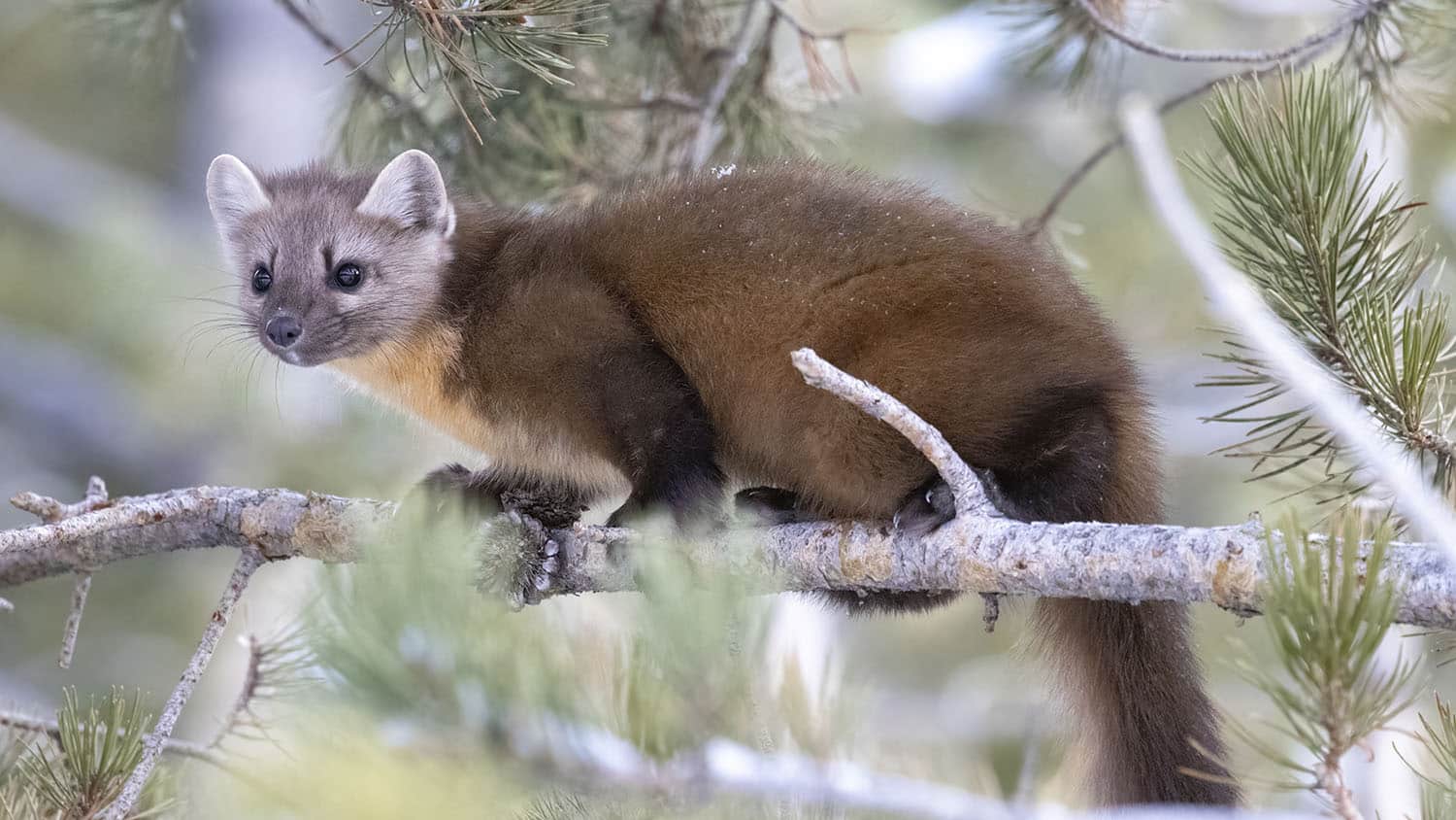 brown-furred marten with grey ears is perched on the branch of a pine tree