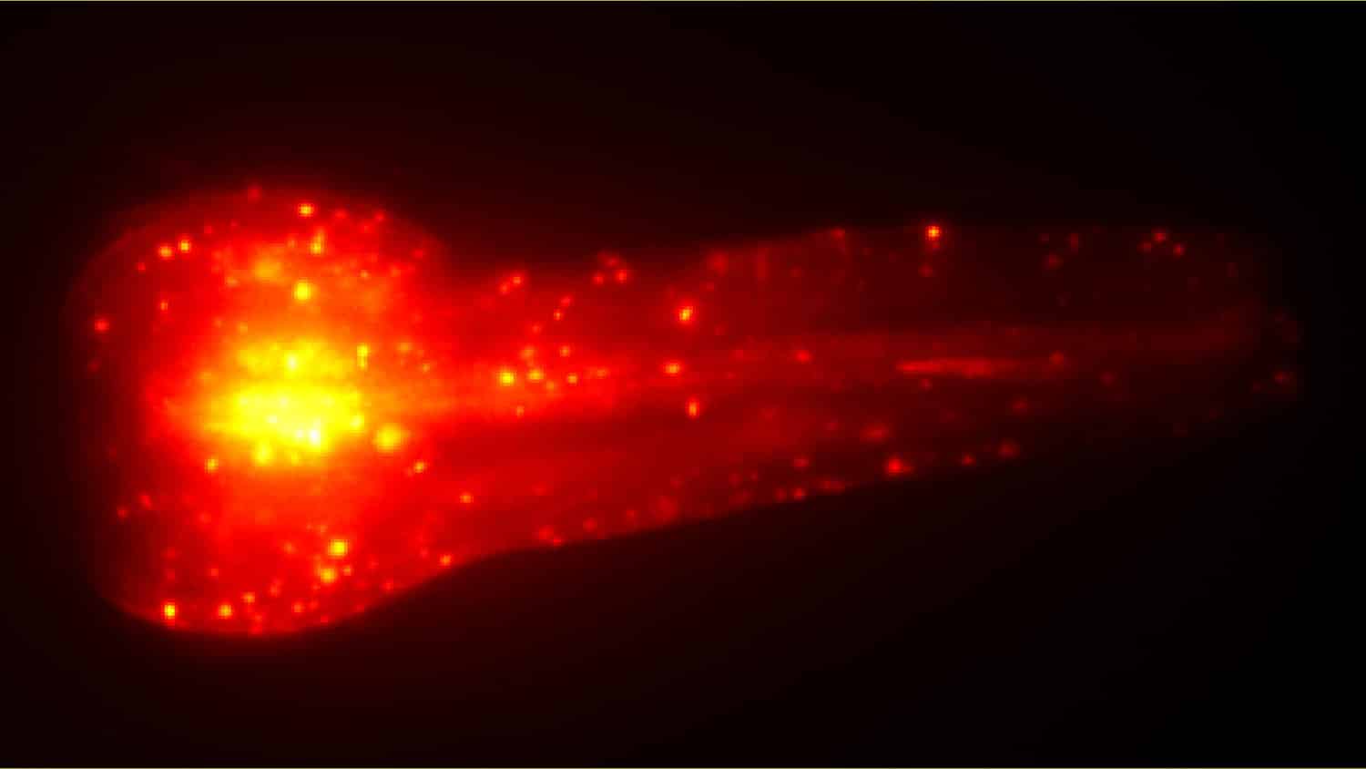 An orange roundworm is silhouetted against a black backdrop. Bright yellow dots are scattered throughout the worm, but are concentrated in a central region of the worm's body.