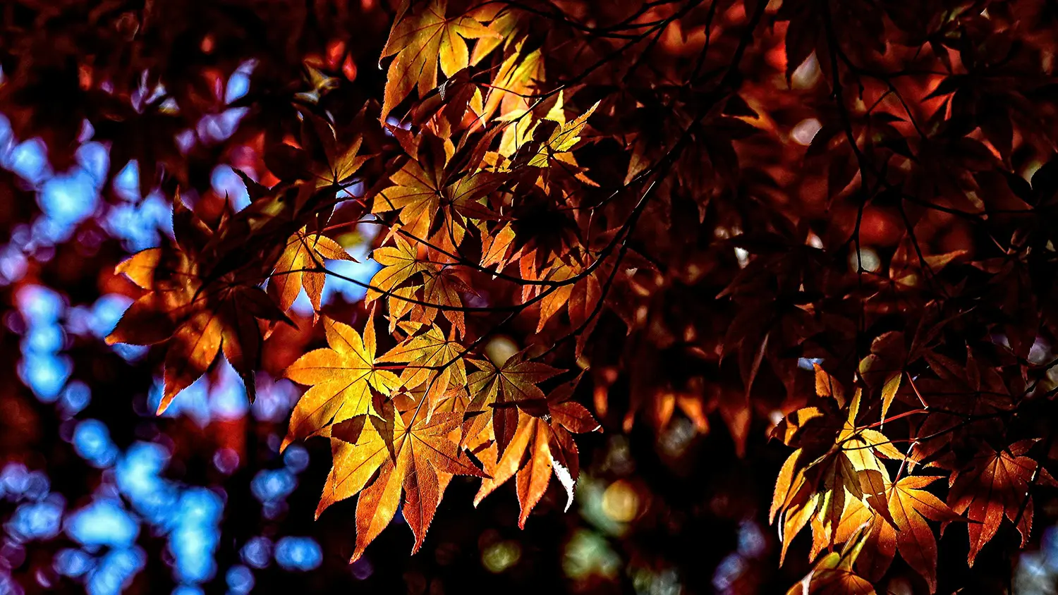 Bright orange autumnal leaves against a blue sky.