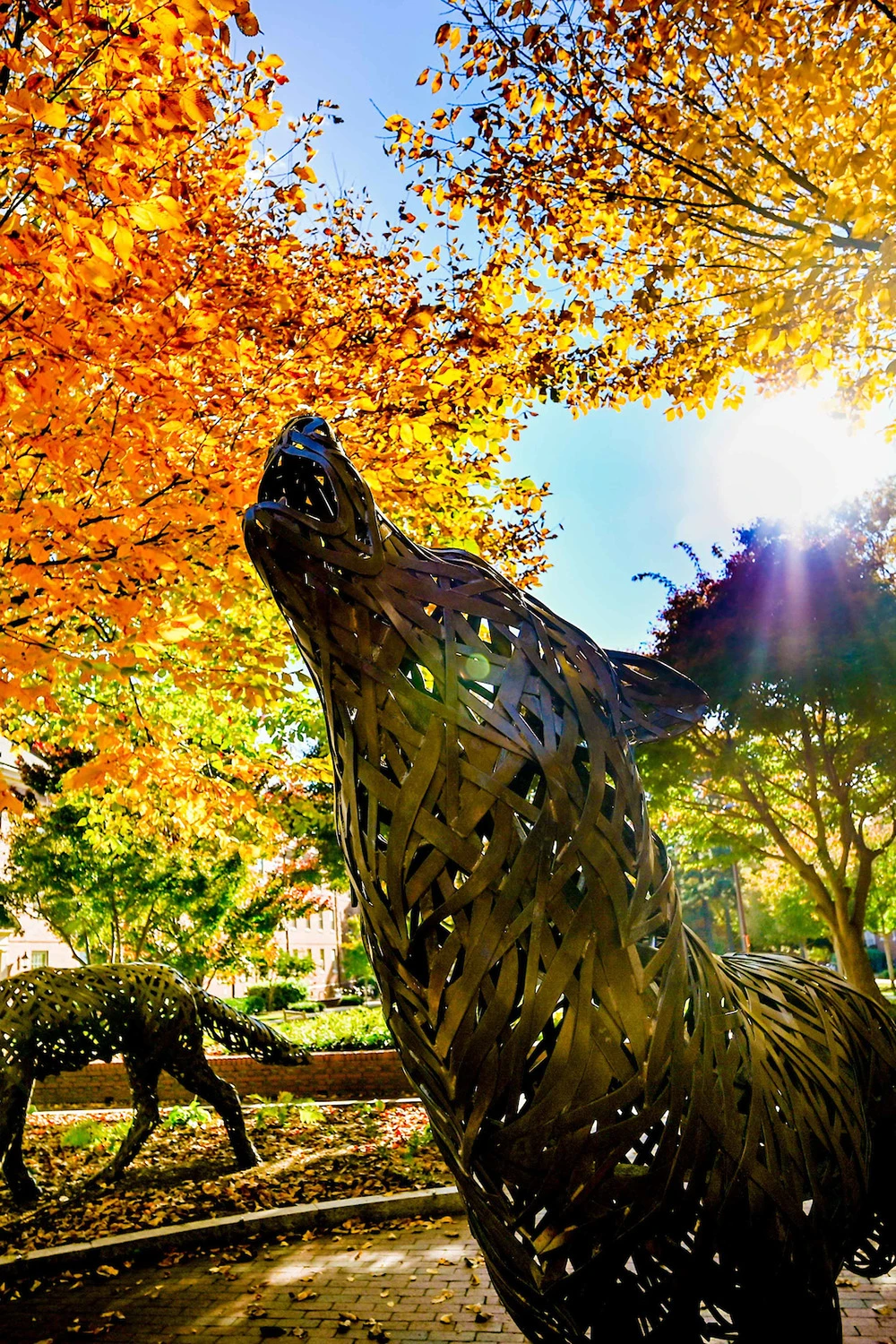 A copper wolf surrounded by trees with vibrant fall colors.
