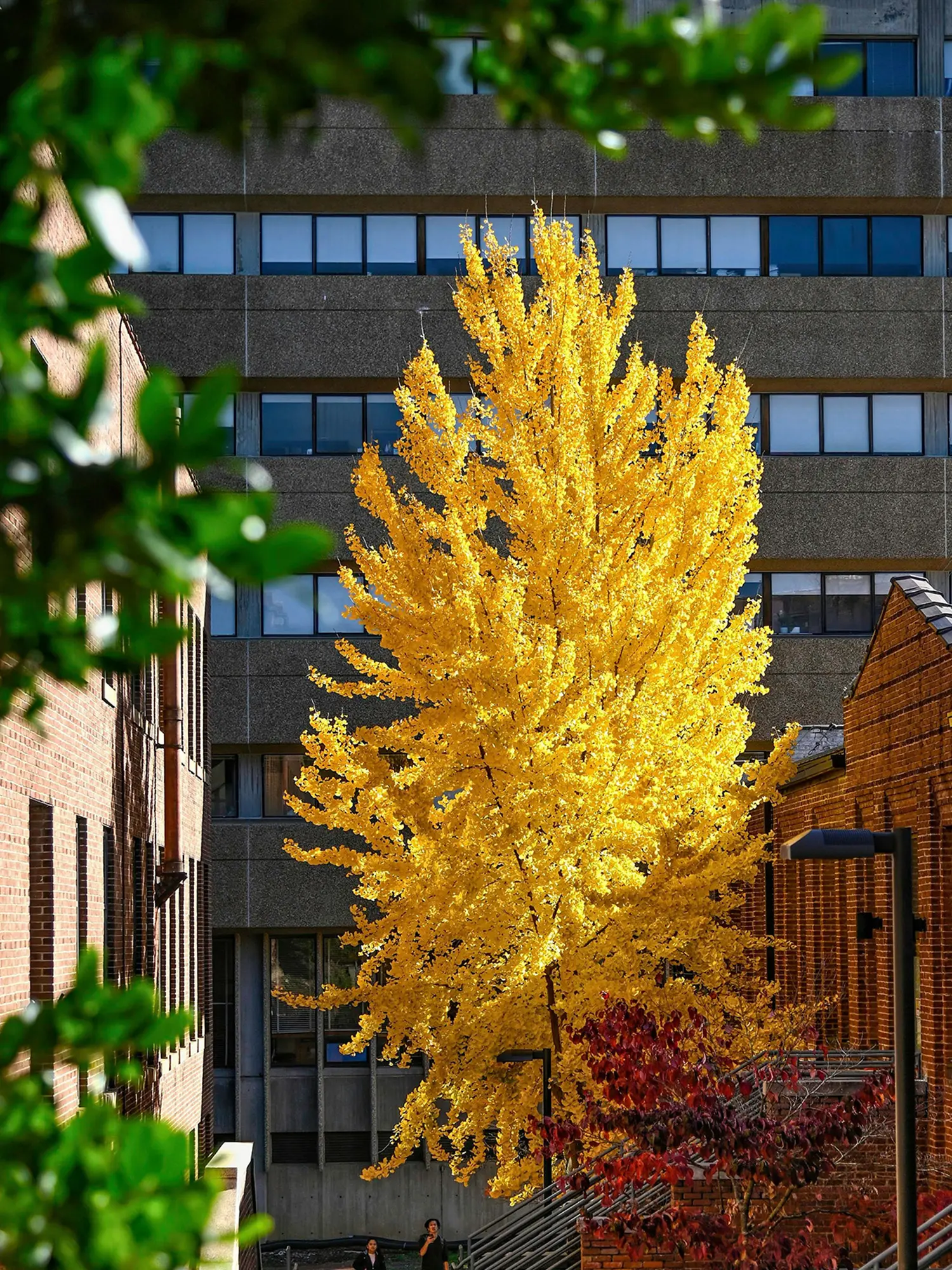 With vibrant yellow leaves, "The Tree" stands out against the brick buildings it surrounds.