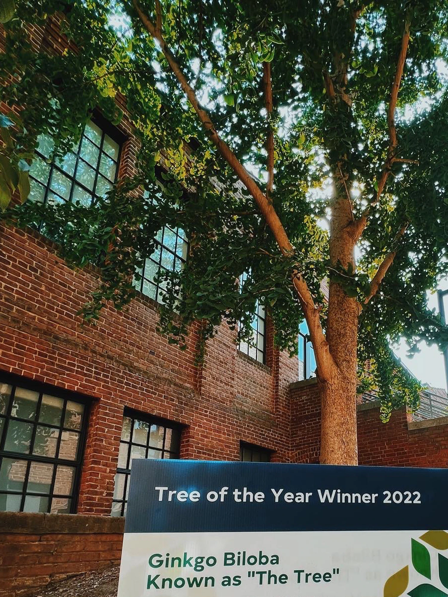 A popular Ginkgo biloba tree on NC State's campus, with a plaque nearby announcing its title as "Tree of the Year" for 2022.