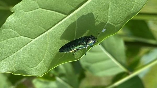 Emerald ash borer