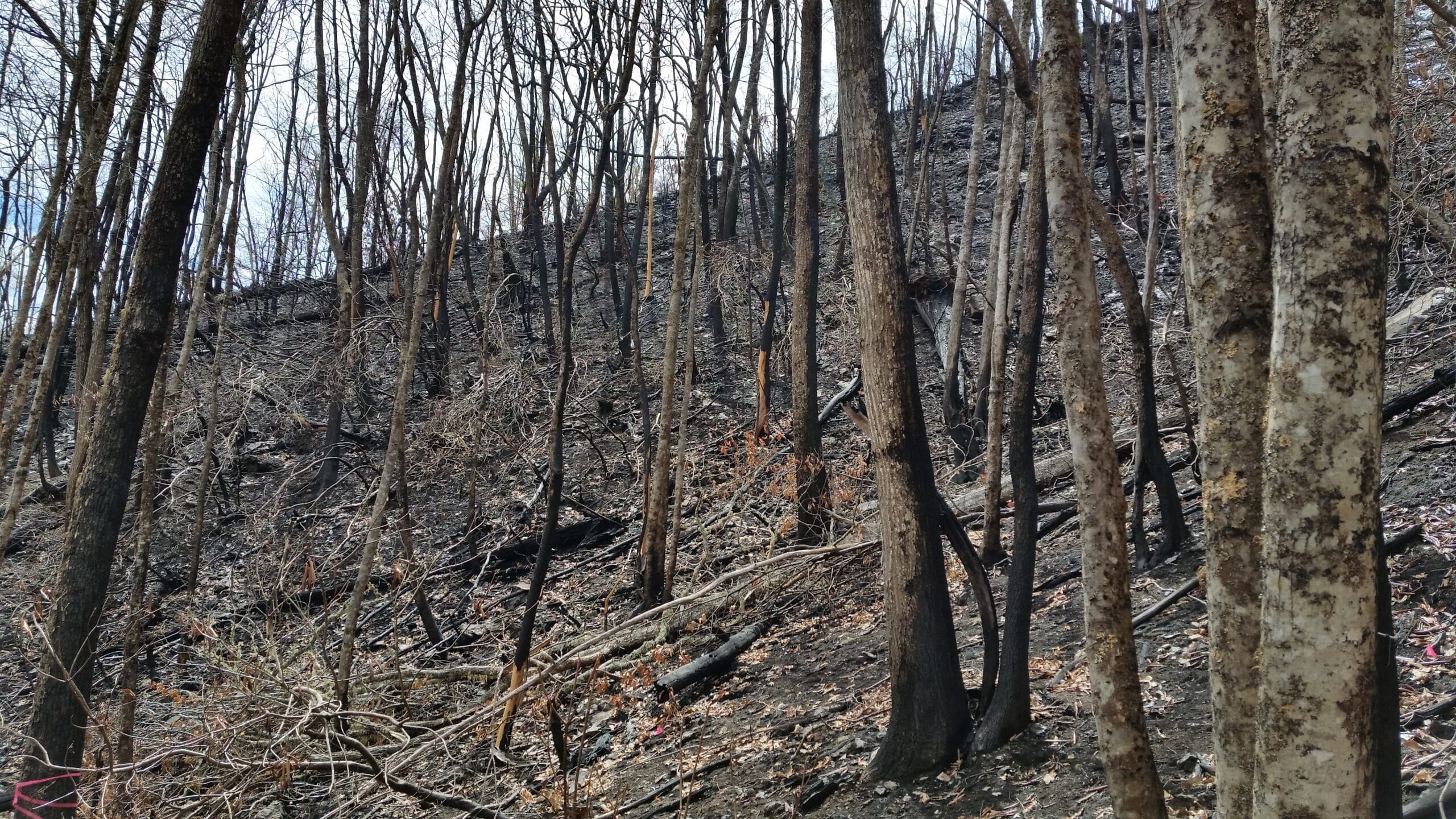 アパラチア山脈南部の厳しい森林火災で増加した鳥類の多様性(Bird Diversity Increased in Severely Burned Forests of Southern Appalachian Mountains)