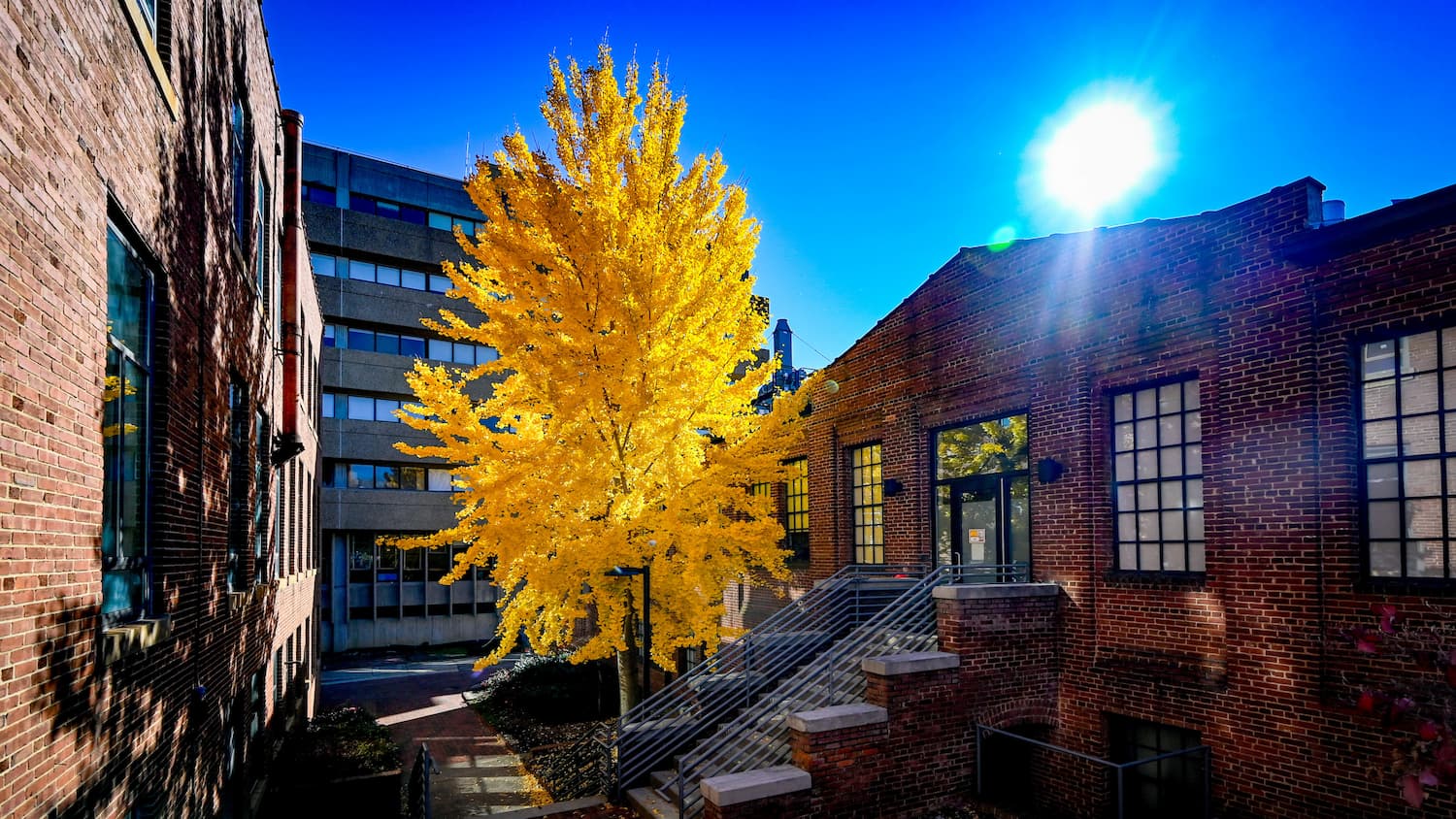 A golden yellow ginkgo tree outside of Park Shops in fall 2022.