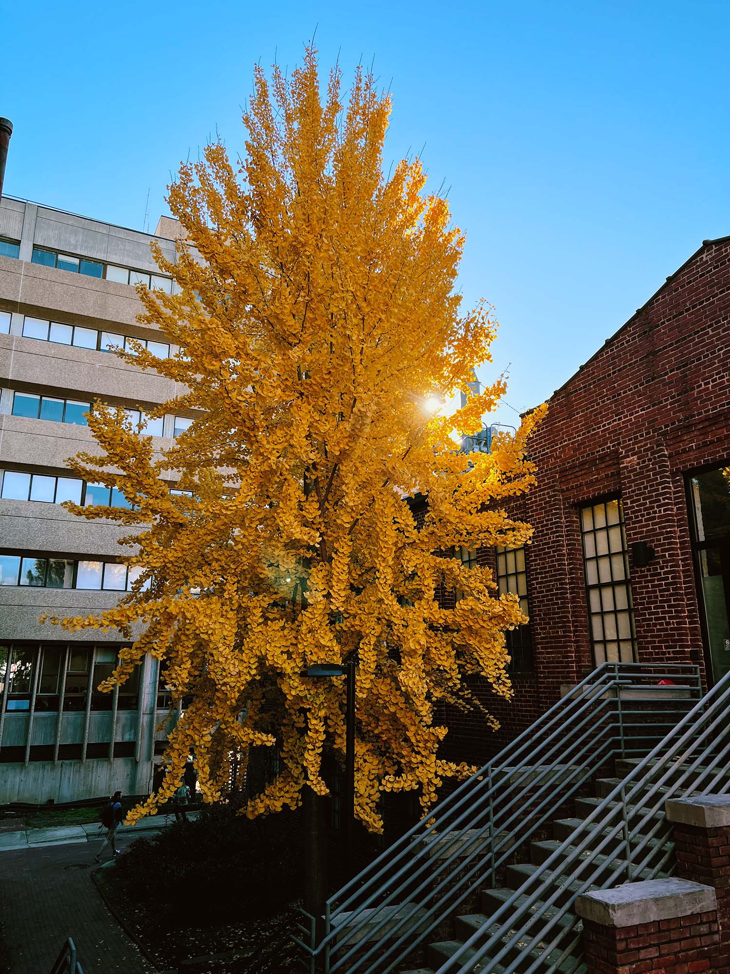 The Tree, a ginkgo tree on NC State's campus with a cult following among students.