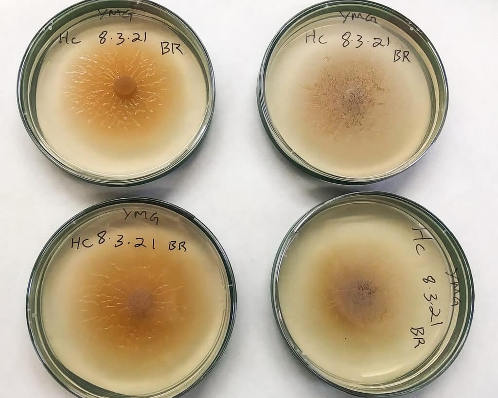 Four round containers contain in vitro cultures of the ectomycorrhizal fungus Hebeloma cylindrosporum. Two of the containers' lids are clear, and two are foggy.