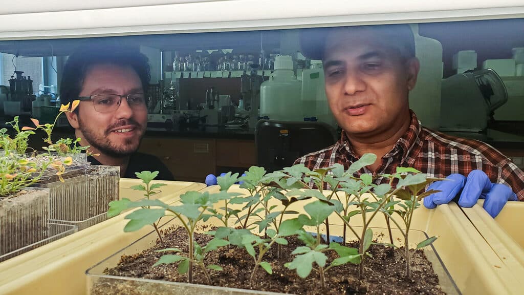 Kevin Garcia and Arjun Kafle look at plants that are growing in a tray in a lab.