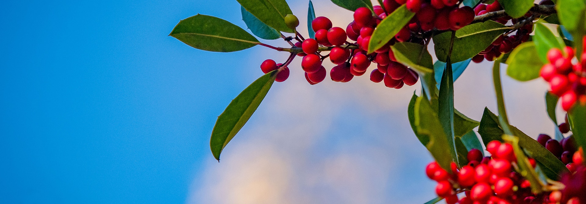 winter berries on NC State's campus on backdrop of pink clouds and blue sky