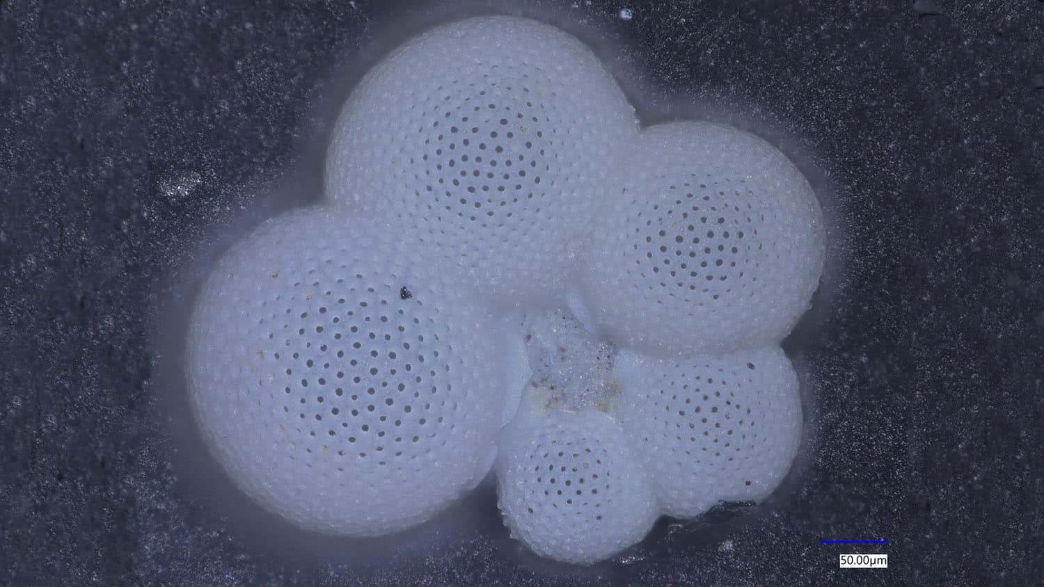 Globorataloides hexagonus shell recovered from a deep-sea sediment core in the tropical Pacific ocean