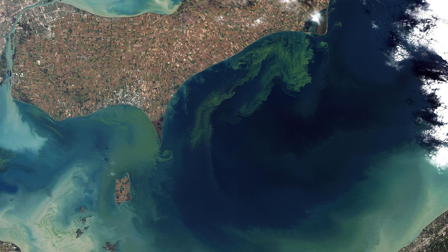satellite image of Lake Erie shows green plumes extending from the northern shore