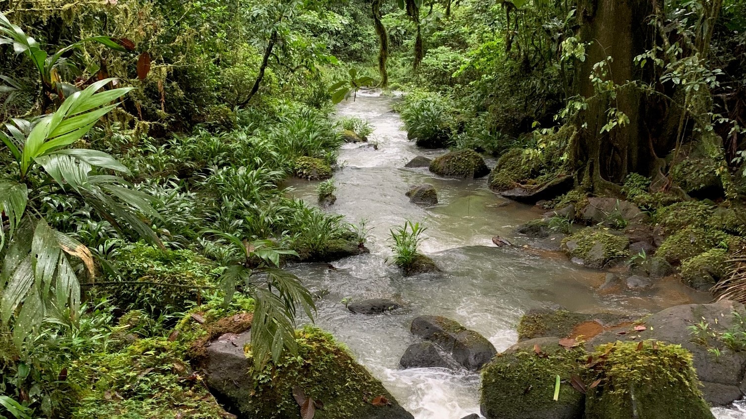 A stream in Costa Rica