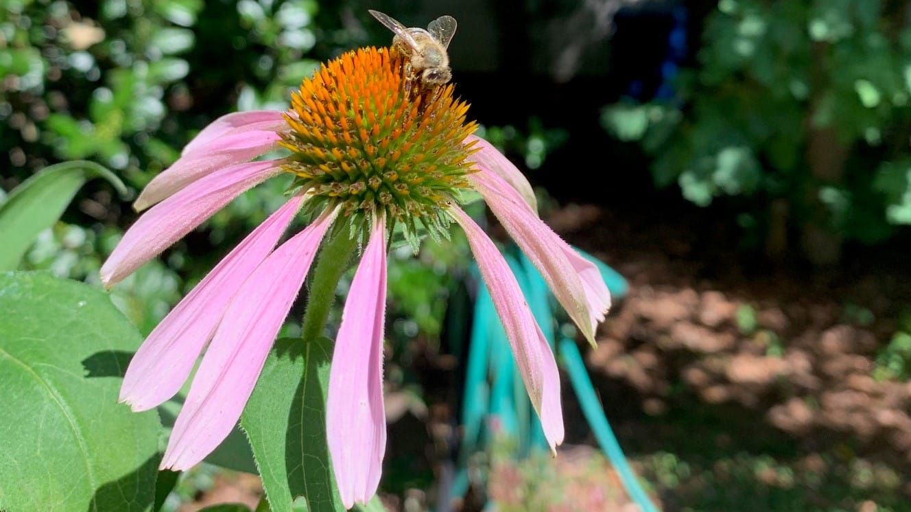 Bee visiting coneflower