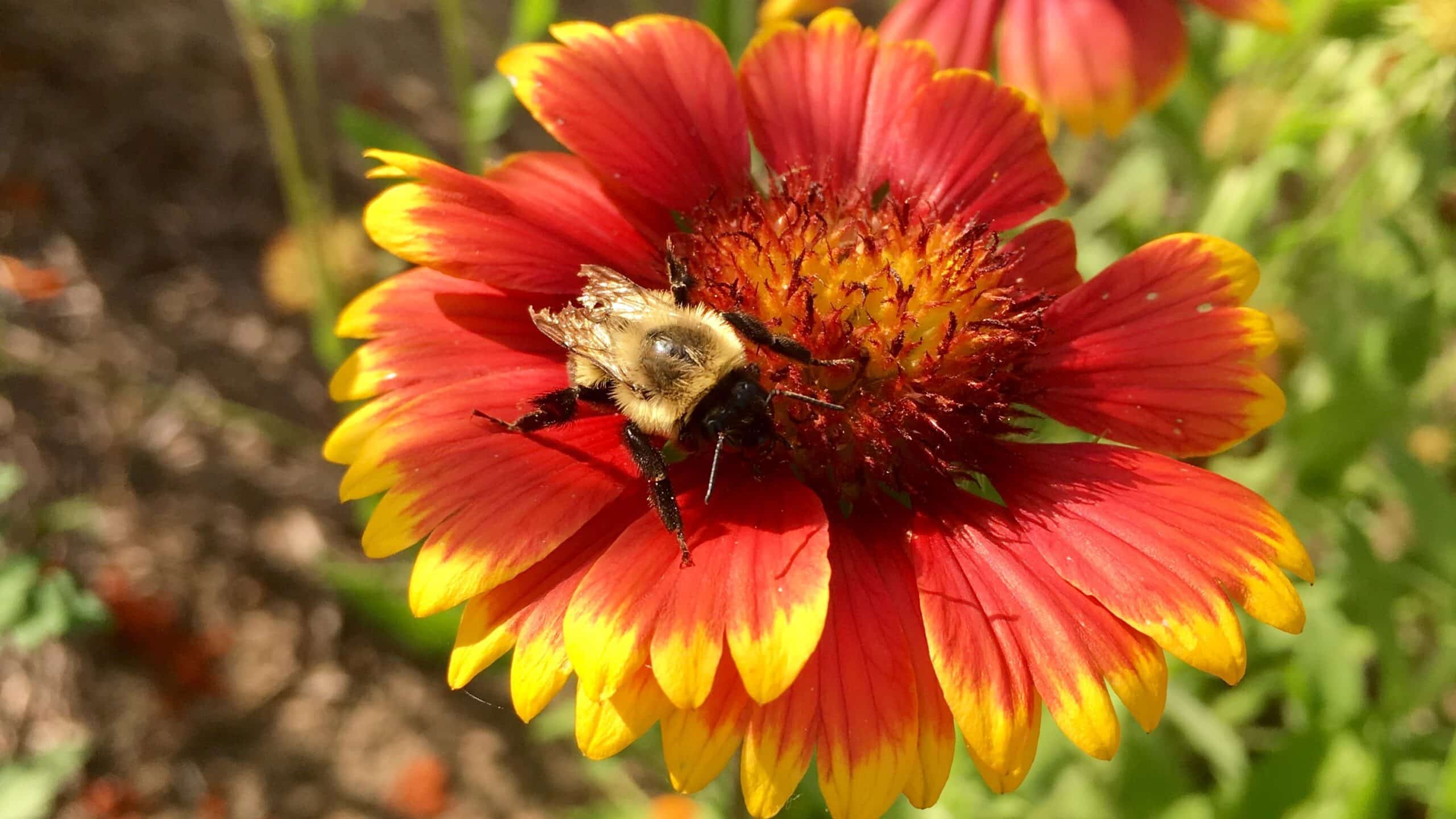 Bee visiting a flower
