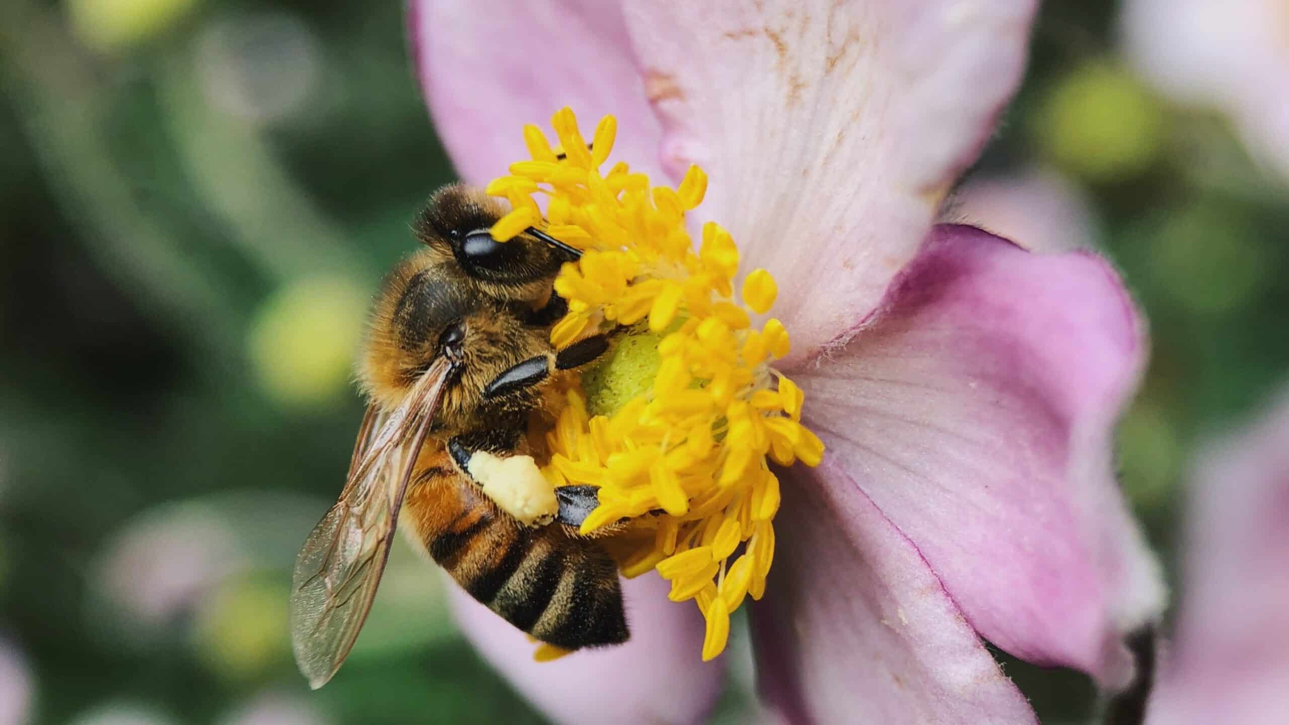 A bee visits a flower